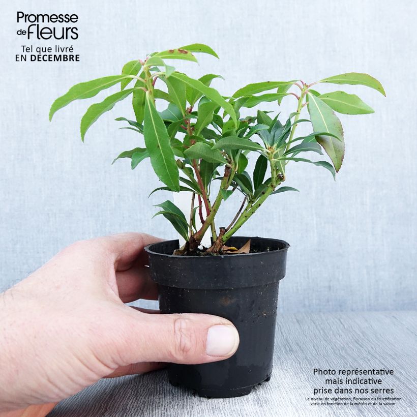 Exemplar von Schattenglöckchen Forest Flame - Pieris japonica Kleine Töpfe von 8/9 cm wie im Herbst geliefert