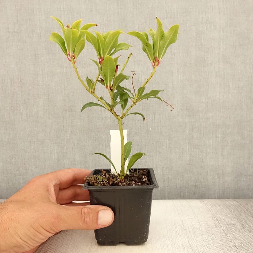 Exemplar von Schattenglöckchen Forest Flame - Pieris japonica Kleine Töpfe von 8/9 cm wie im Sommer geliefert