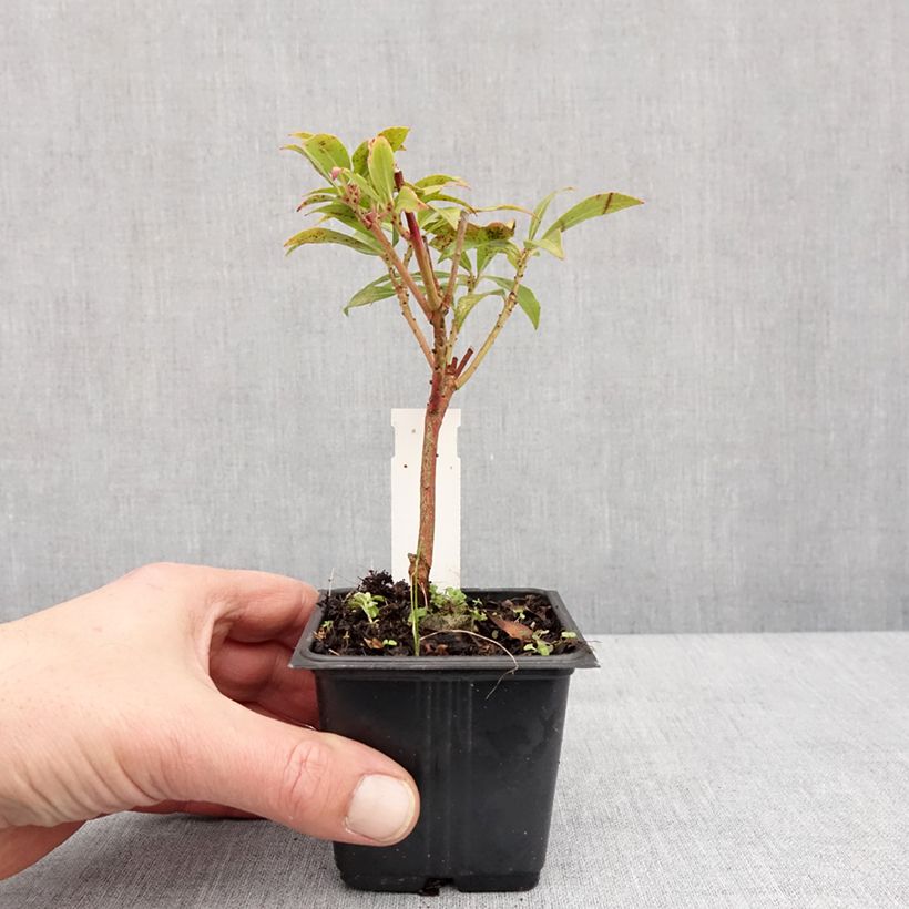 Exemplar von Schattenglöckchen Forest Flame - Pieris japonica Kleine Töpfe von 8/9 cm wie im Winter geliefert