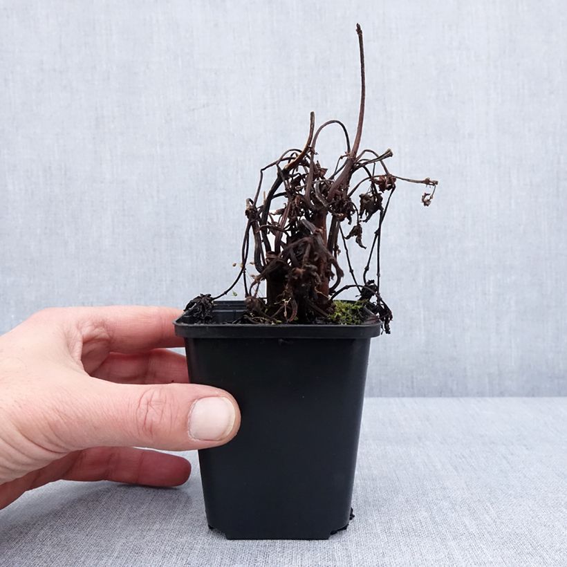 Exemplar von Pilea matsudai Taiwan Silver Kleine Töpfe von 8/9 cm wie im Winter geliefert