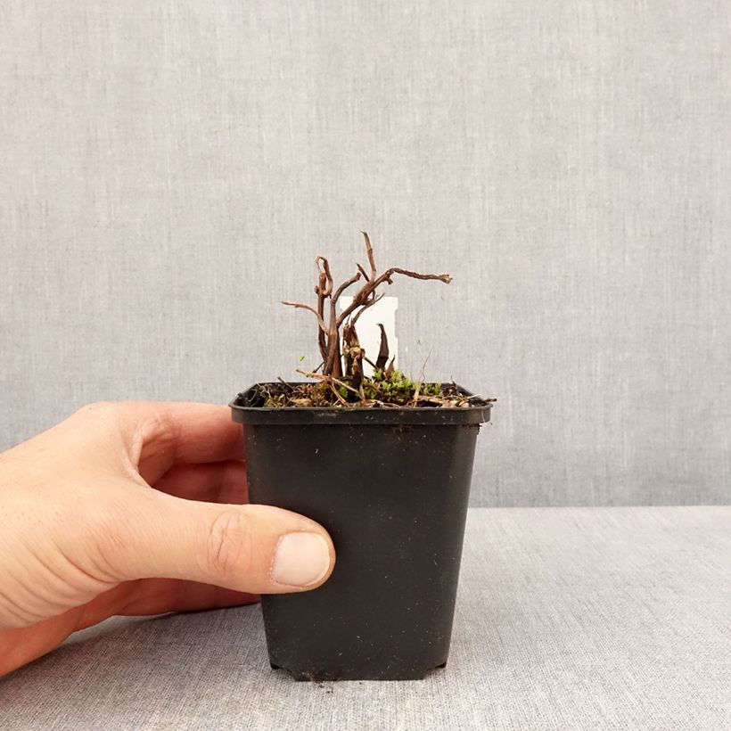 Exemplar von Pilea matsudai Taiwan Silver Kleine Töpfe von 8/9 cm wie im Frühjahr geliefert