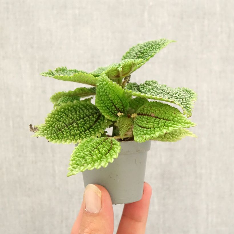 Exemplar von Pilea Moon Valley - Ufopflanze Mini-plante wie im Herbst geliefert