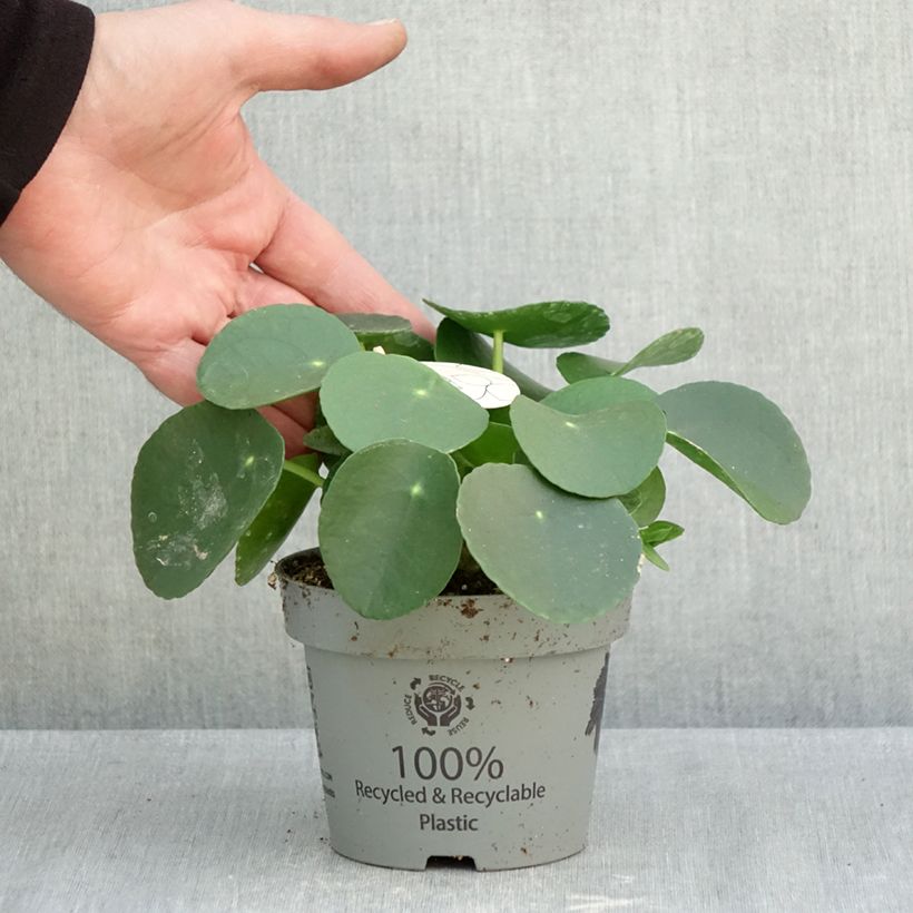 Exemplar von Ufo-pflanze - Pilea peperomioides Topf 12 cm / 13 cm wie im Herbst geliefert
