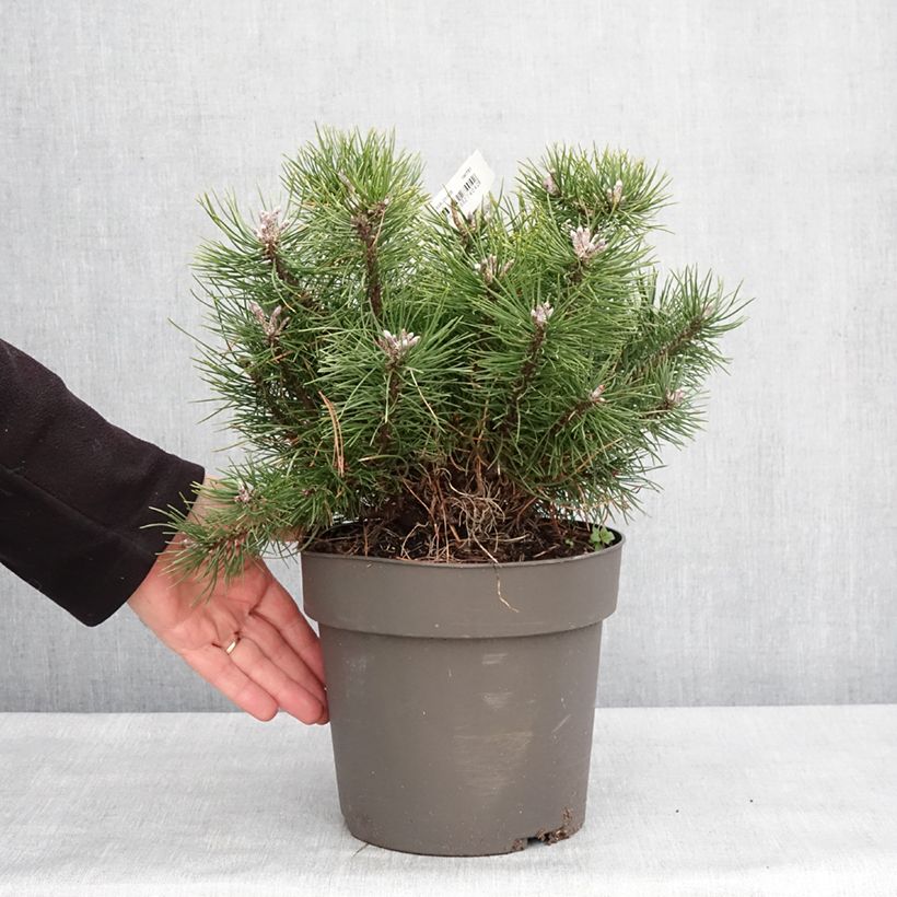 Exemplar von Pinus uncinata - Spirke Stück wie im Winter geliefert