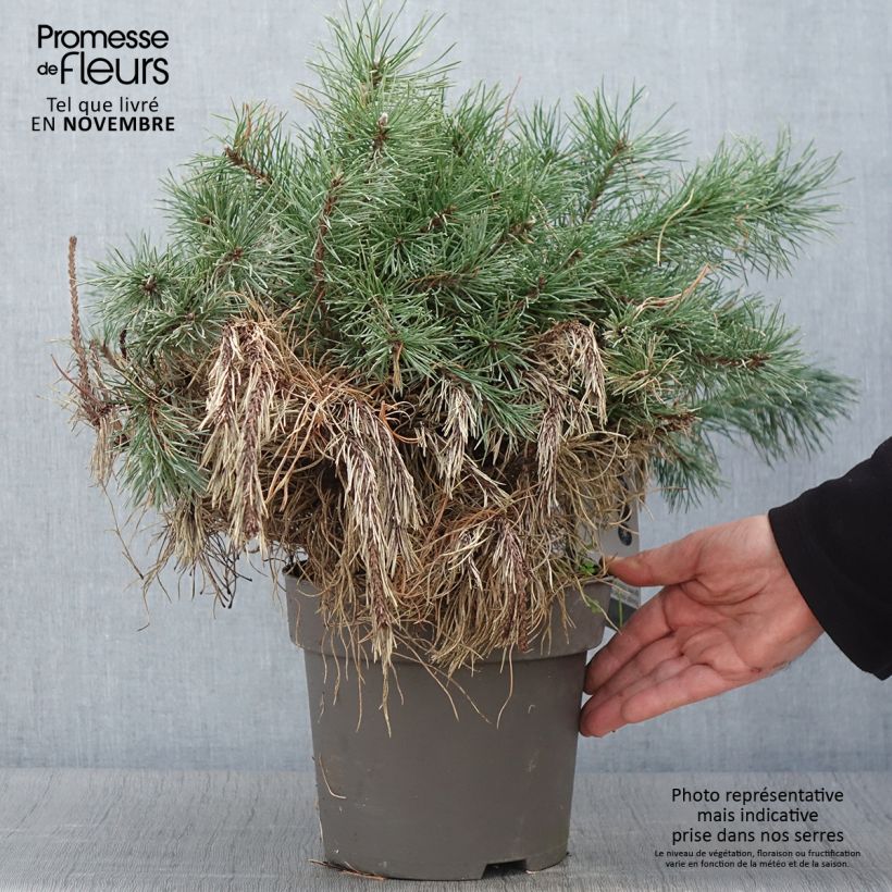 Exemplar von Pinus uncinata - Spirke Stück wie im Herbst geliefert