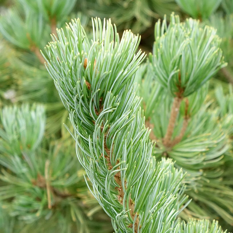Pinus parviflora Iribune - Mädchen-Kiefer (Laub)