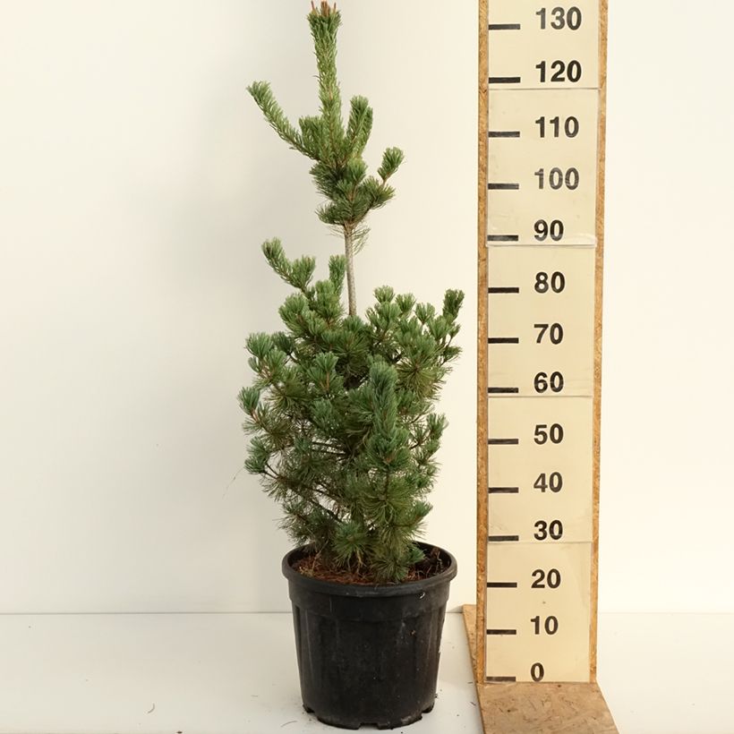 Exemplar von Pinus parviflora Iribune - Mädchen-Kiefer Topf mit 18L/20L wie im Sommer geliefert