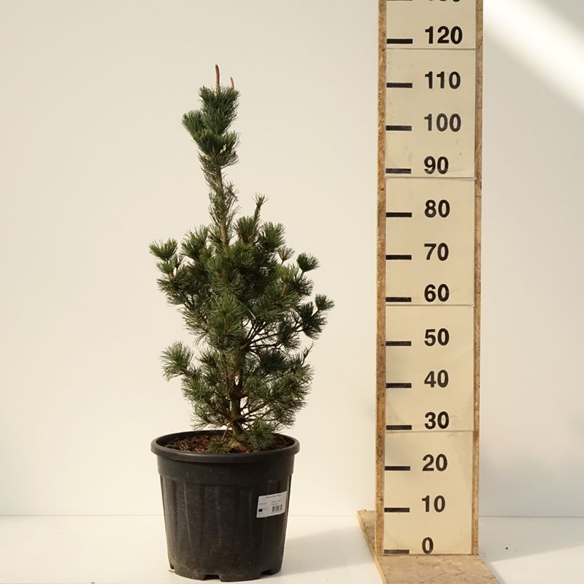 Exemplar von Pinus parviflora Iribune - Mädchen-Kiefer Topf mit 18L/20L wie im Winter geliefert