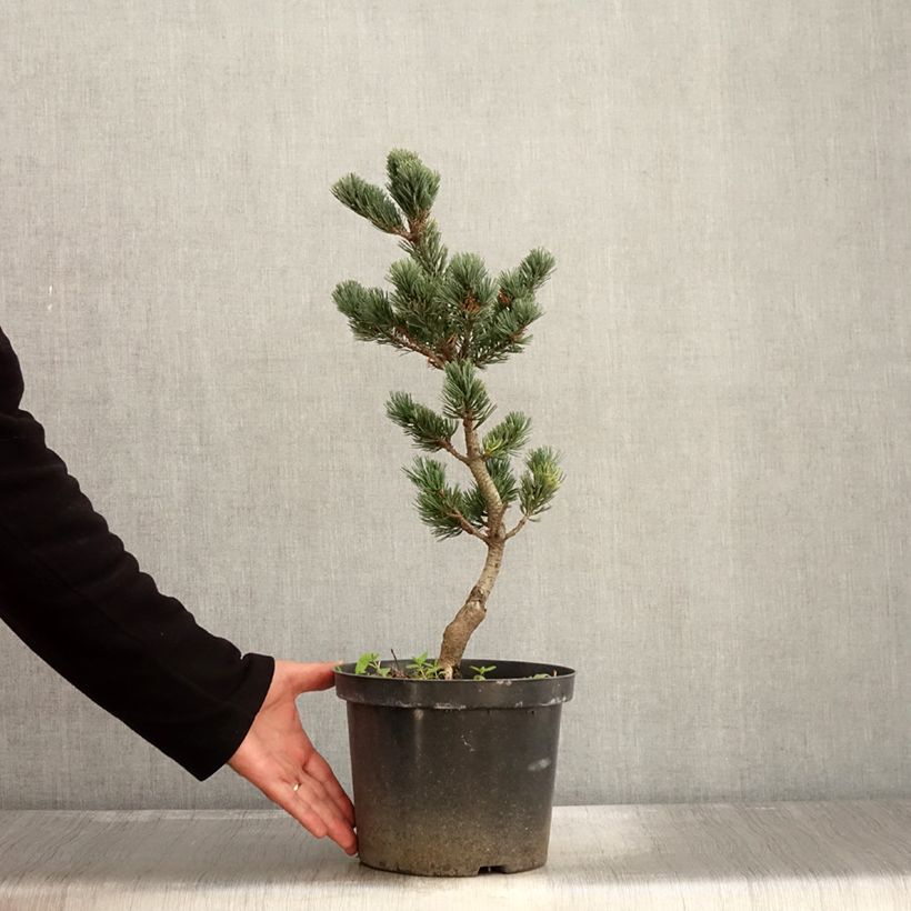 Exemplar von Pinus parviflora Fukai - Mädchen-Kiefer Topf mit 4L/5L wie im Herbst geliefert