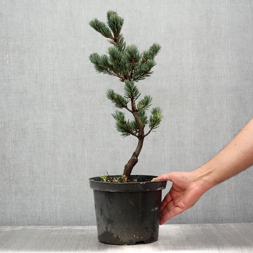 Exemplar von Pinus parviflora Fukai - Mädchen-Kiefer Topf mit 4L/5L wie im Sommer geliefert