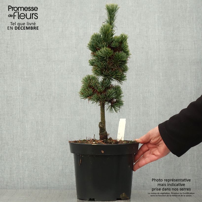 Exemplar von Pinus cembra Compacta Glauca - Zirbel-Kiefer Topf mit 4L/5L wie im Herbst geliefert
