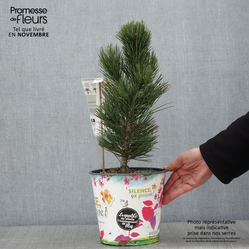 Exemplar von Pinus heldreichii Compact Gem - Schlangenhaut-Kiefer Topf mit 4L/5L wie im Herbst geliefert