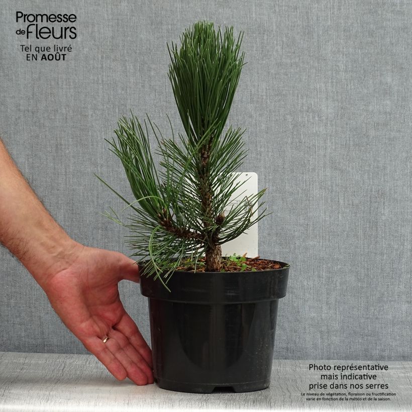 Exemplar von Pinus heldreichii Malinkii - Schlangenhaut-Kiefer Topf mit 2L/3L wie im Sommer geliefert