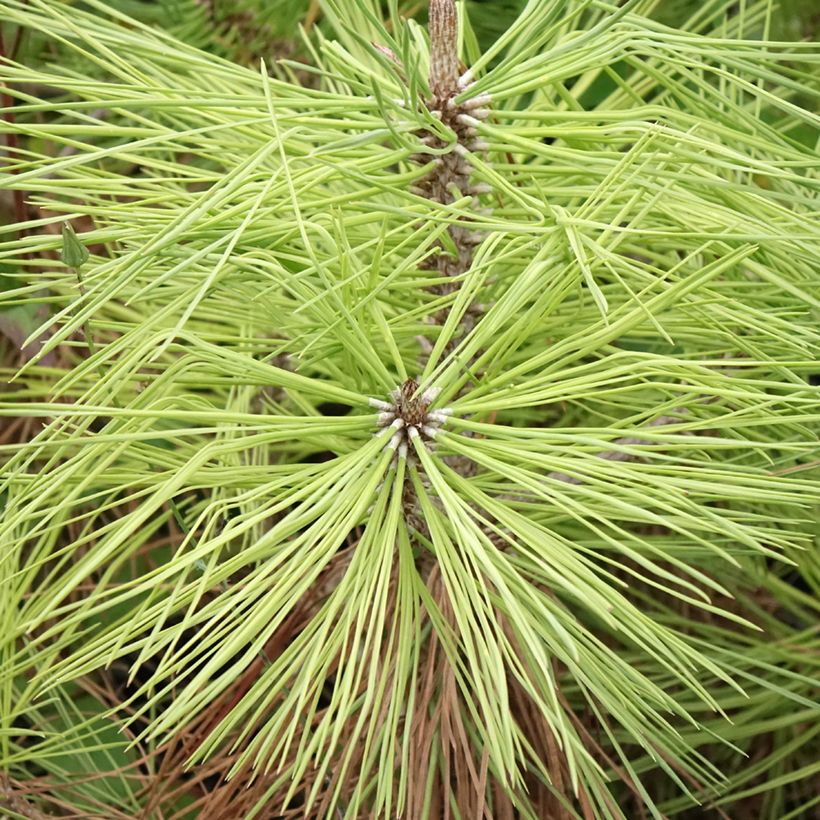 Pinus jeffreyi - Jeffrey-Kiefer (Laub)