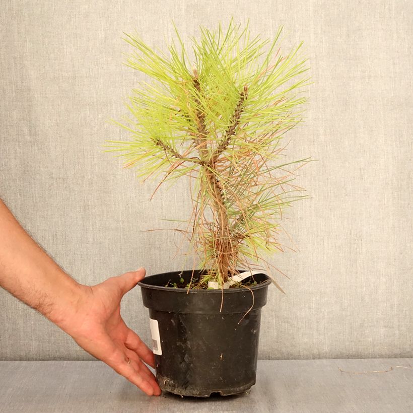 Exemplar von Pinus jeffreyi - Jeffrey-Kiefer Topf mit 3L/4L wie im Sommer geliefert