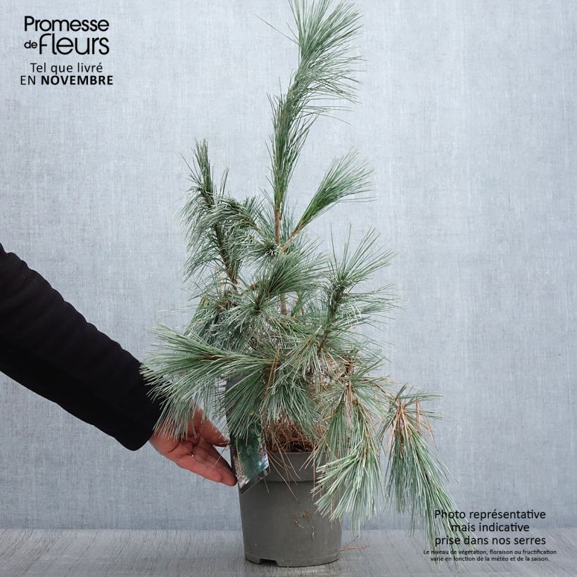 Exemplar von Pinus wallichiana Densa Hill - Himalaya-Kiefer Topf mit 3L/4L wie im Herbst geliefert