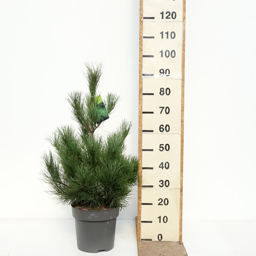 Exemplar von Pinus peuce - Rumelische Kiefer Topf mit 7,5L/10L wie im Frühjahr geliefert