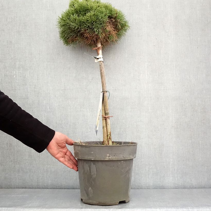 Exemplar von Pinus mugo Allgäu - Bergkiefer Topf mit 4L/5L wie im Winter geliefert