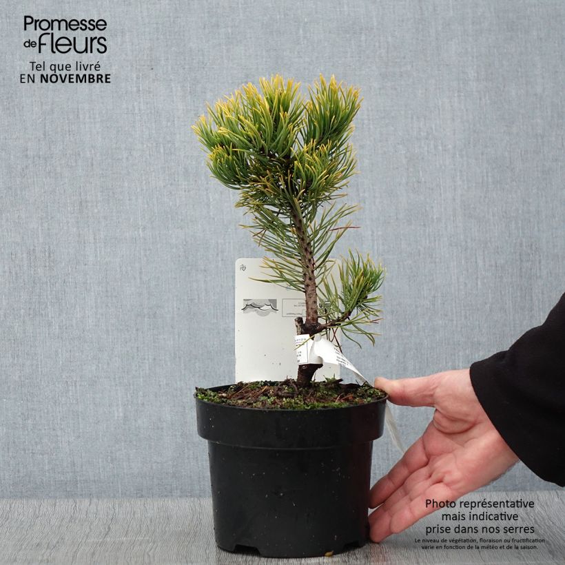 Exemplar von Pinus mugo Carstens Wintergold - Bergkiefer Topf mit 2L/3L wie im Herbst geliefert