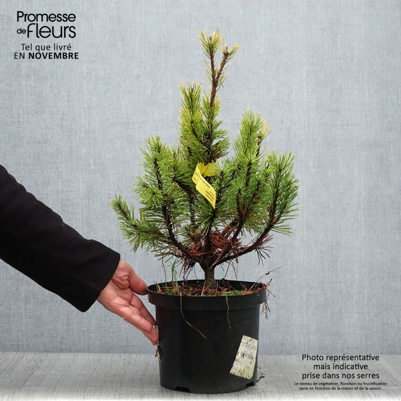 Exemplar von Pinus mugo Carstens Wintergold - Bergkiefer Topf mit 4L/5L wie im Herbst geliefert