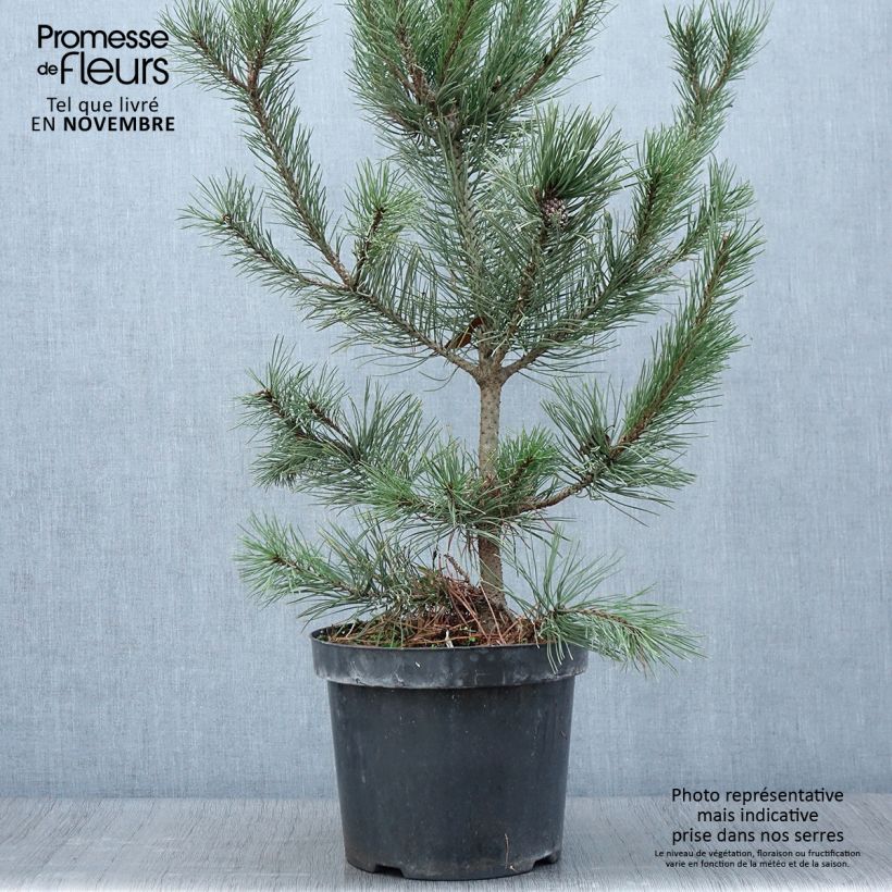Exemplar von Pinus mugo Gnom - Bergkiefer Topf mit 7,5L/10L wie im Herbst geliefert