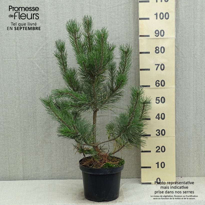 Exemplar von Pinus mugo Gnom - Bergkiefer Topf mit 7,5L/10L wie im Sommer geliefert