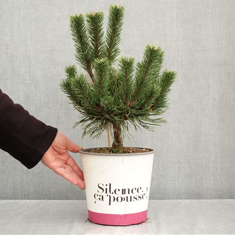 Exemplar von Pinus mugo Gnom - Bergkiefer Topf mit 2L/3L wie im Herbst geliefert