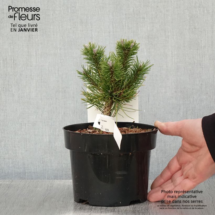 Exemplar von Pinus mugo Heideperle - Bergkiefer Topf mit 2L/3L wie im Winter geliefert