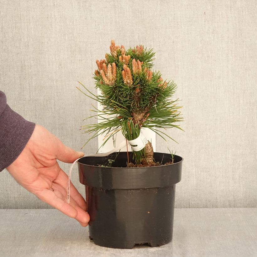 Exemplar von Pinus mugo Heideperle - Bergkiefer Topf mit 2L/3L wie im Frühjahr geliefert