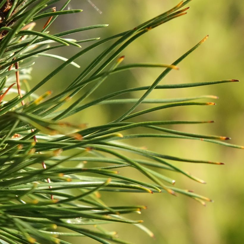 Pinus mugo Heideperle - Bergkiefer (Laub)