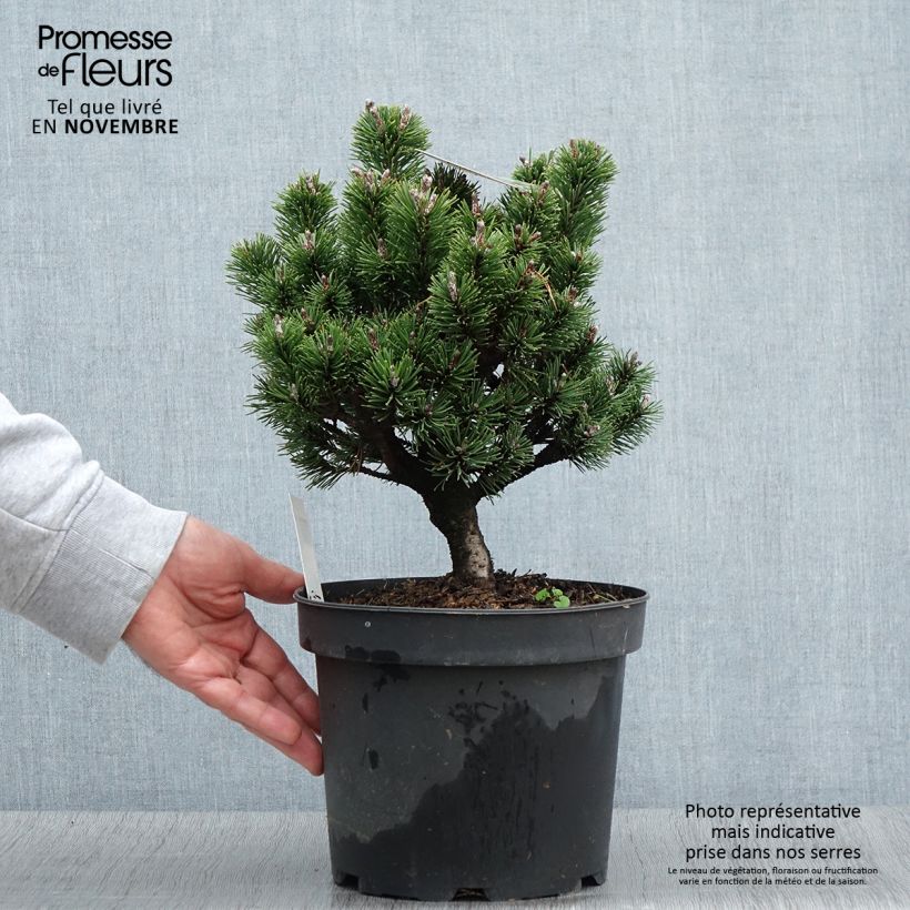 Exemplar von Pinus mugo Lilliput - Bergkiefer Topf mit 4L/5L wie im Herbst geliefert