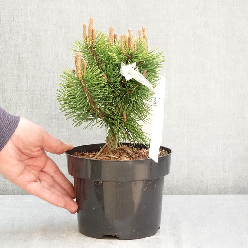 Exemplar von Pinus mugo Mumpitz - Bergkiefer Topf mit 2L/3L wie im Frühjahr geliefert