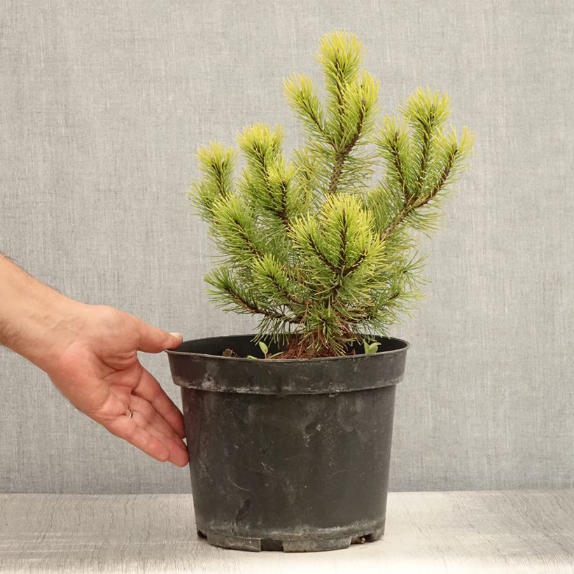 Exemplar von Pinus mugo Ophir - Bergkiefer Topf mit 2L/3L wie im Sommer geliefert