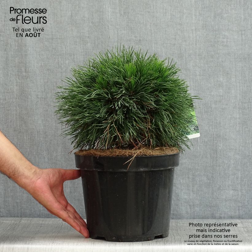 Exemplar von Pinus mugo Varella - Bergkiefer Topf mit 7,5L/10L wie im Sommer geliefert