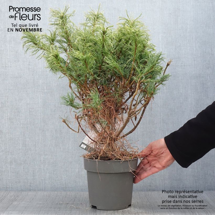 Exemplar von Pinus strobus Green Twist - Weymouths-Kiefer Topf mit 2L/3L wie im Herbst geliefert
