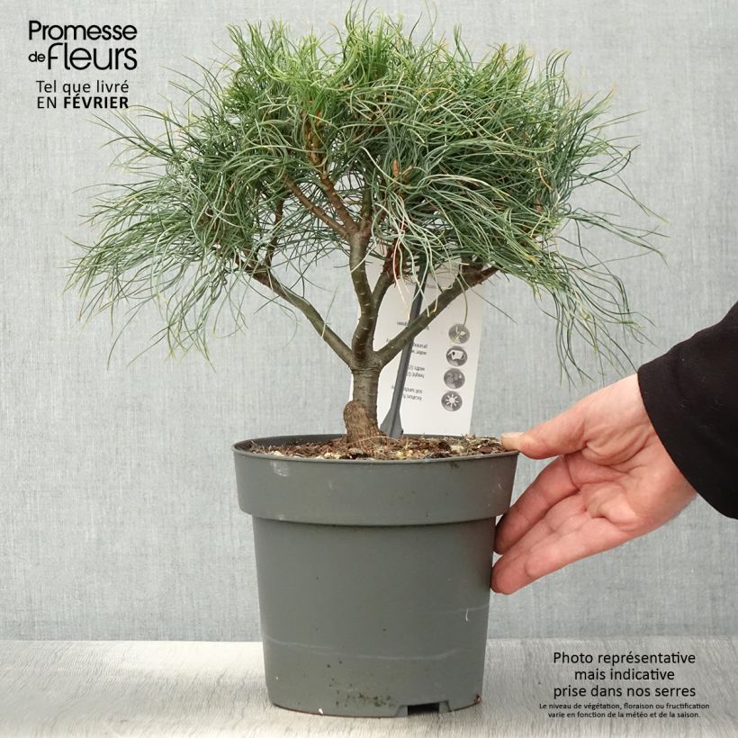 Exemplar von Pinus strobus Green Twist - Weymouths-Kiefer Topf mit 2L/3L wie im Winter geliefert
