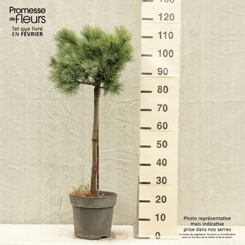 Exemplar von Pinus strobus Mary Butler - Weymouths-Kiefer Topf mit 7,5L/10L wie im Winter geliefert