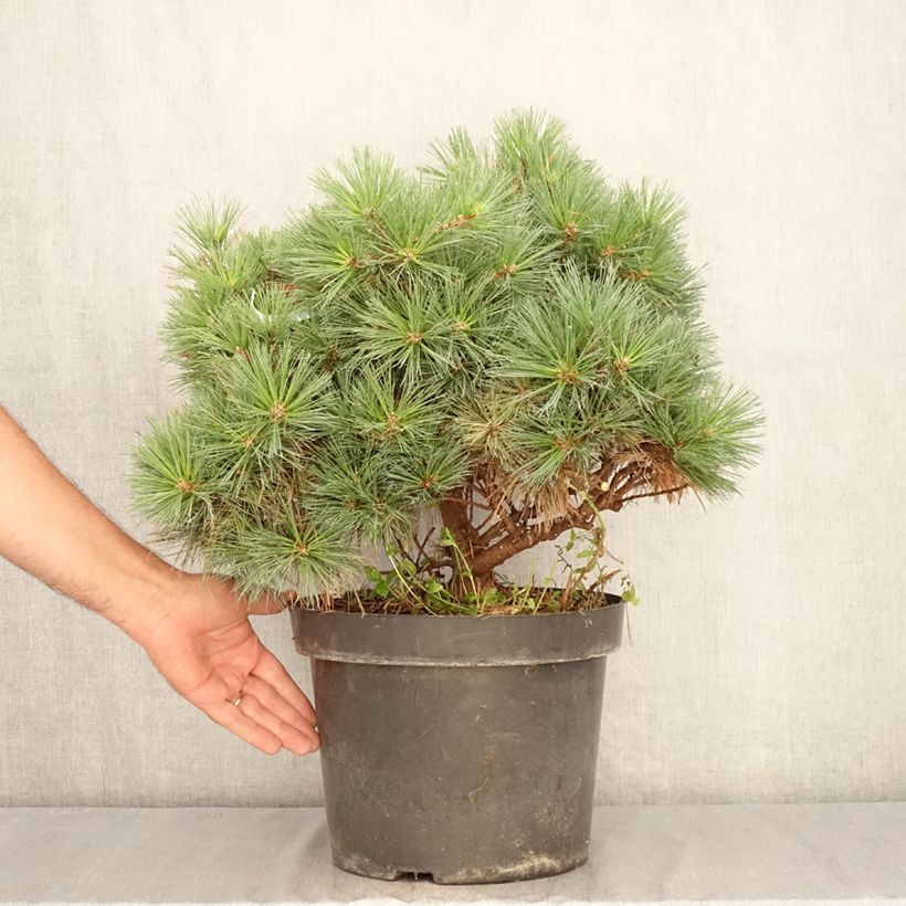 Exemplar von Pinus strobus Minuta - Weymouths-Kiefer Topf mit 7,5L/10L wie im Sommer geliefert