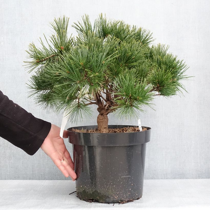 Exemplar von Pinus strobus Minuta - Weymouths-Kiefer Topf mit 7,5L/10L wie im Winter geliefert