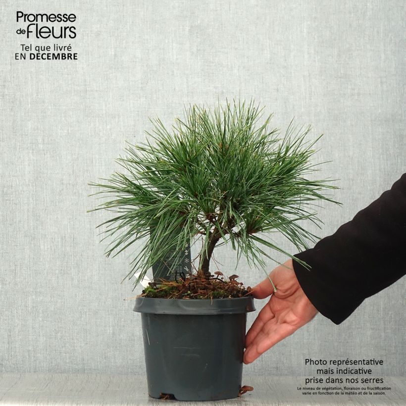 Exemplar von Pinus strobus Radiata - Weymouths-Kiefer Topf mit 3L/4L wie im Herbst geliefert