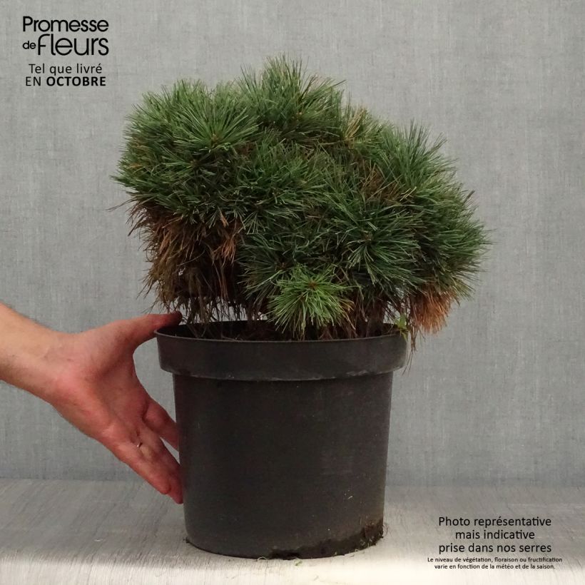 Exemplar von Pinus strobus Ontario - Weymouths-Kiefer Topf mit 7,5L/10L wie im Herbst geliefert