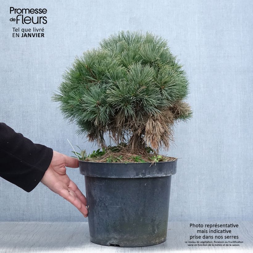 Exemplar von Pinus strobus Ontario - Weymouths-Kiefer Topf mit 7,5L/10L wie im Winter geliefert