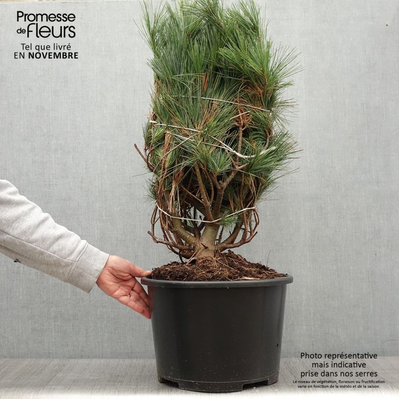 Exemplar von Pinus strobus Secrest - Weymouths-Kiefer Stück wie im Herbst geliefert