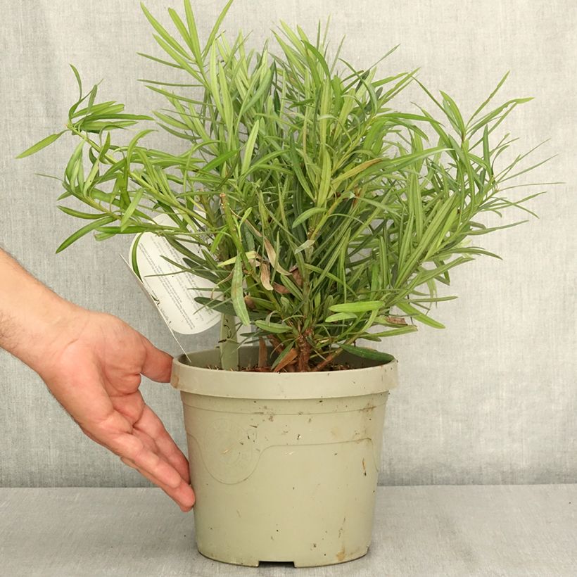 Exemplar von Podocarpus macrophyllus Mood Ring - Grossblättrige Steineibe Topf mit 3L/4L wie im Sommer geliefert