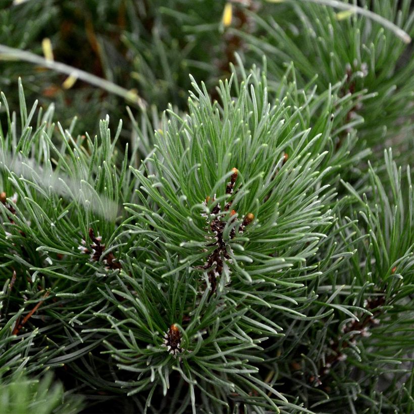 Pinus mugo mughus - Krummholz-Kiefer (Laub)
