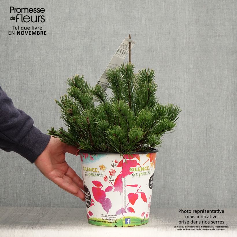 Exemplar von Pinus mugo mughus - Krummholz-Kiefer Topf mit 4L/5L wie im Herbst geliefert