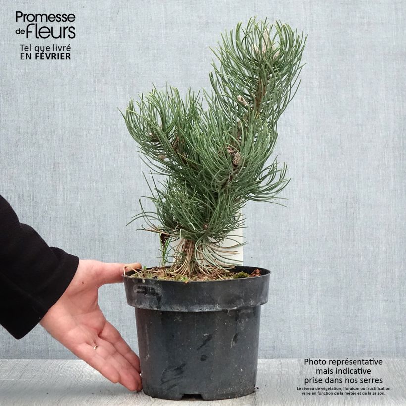 Exemplar von Pinus nigra Oregon Green - Schwarzkiefer Topf mit 2L/3L wie im Winter geliefert