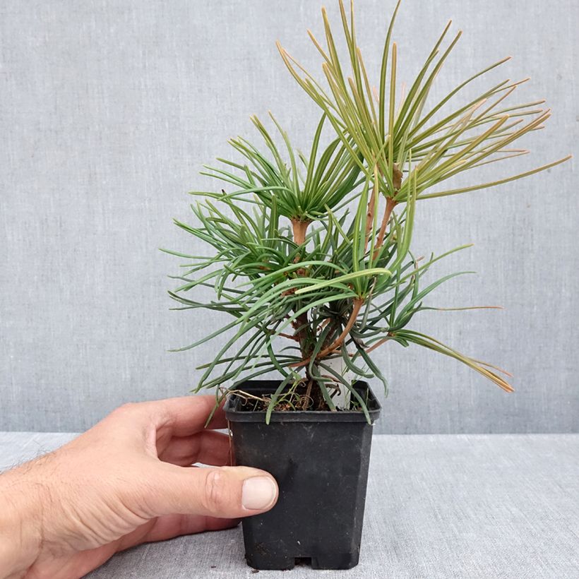 Exemplar von Sciadopitys verticillata - Japanische Schirmtanne Kleine Töpfe von 8/9 cm wie im Herbst geliefert