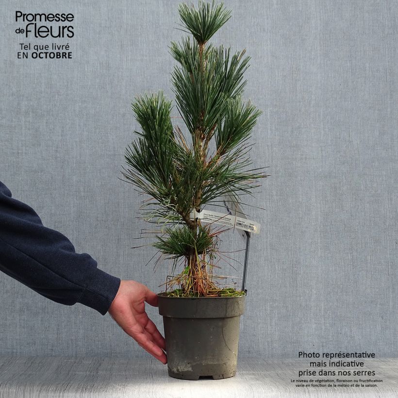 Exemplar von Pinus flexilis Vanderwolfs Pyramid - Biegsame Kiefer Topf mit 2L/3L wie im Herbst geliefert