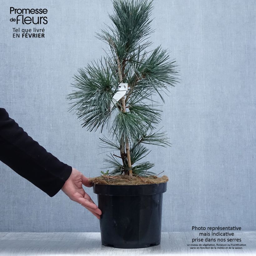 Exemplar von Pinus flexilis Vanderwolfs Pyramid - Biegsame Kiefer Topf mit 7,5L/10L wie im Winter geliefert